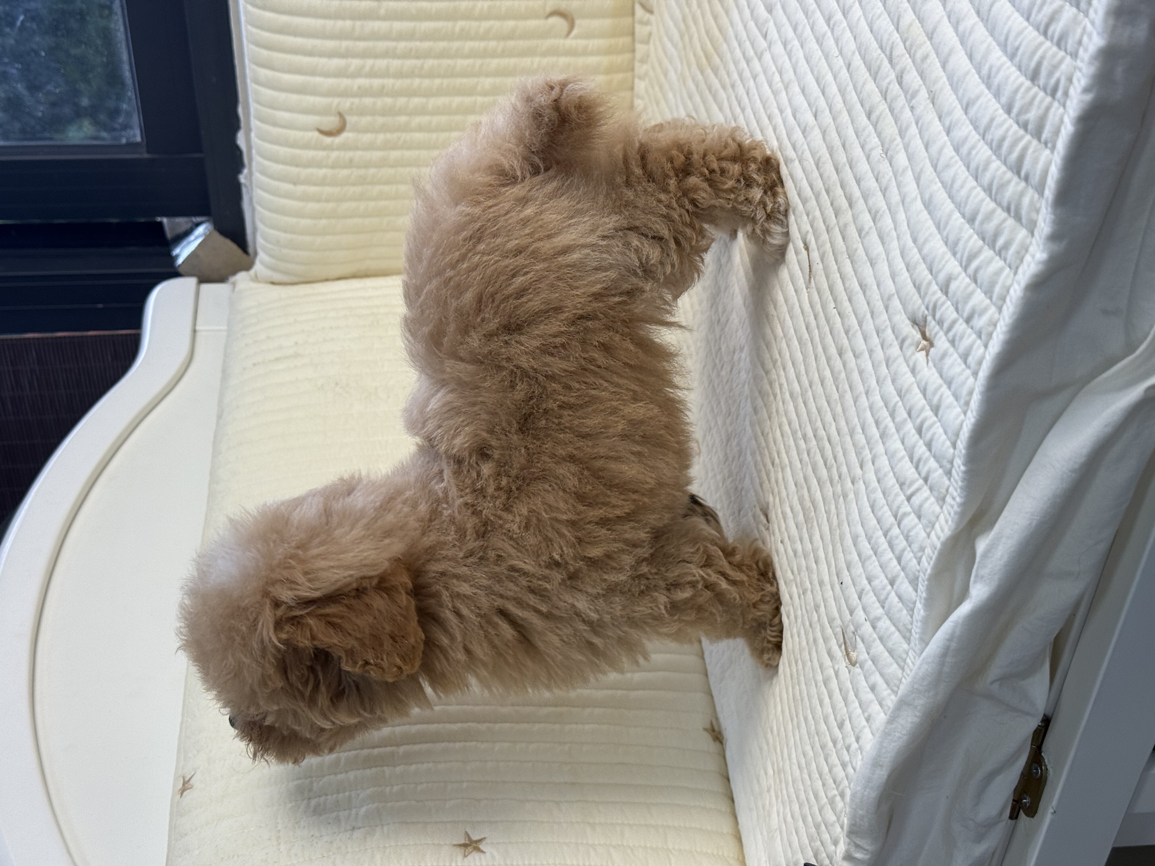 精品 泰迪熊 花色好 毛量厚